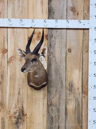 African Bush Buck Shoulder Mount Taxidermy