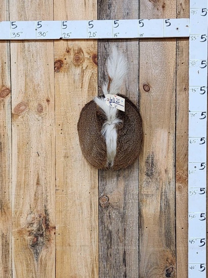 Whitetail Deer Rump Taxidermy