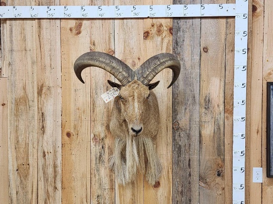 Aoudad Or Barbary Sheep Shoulder Mount Taxidermy