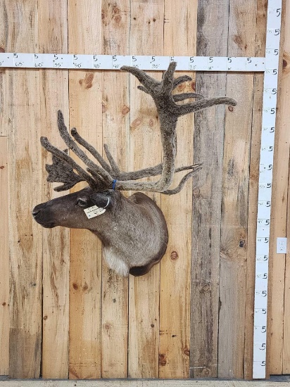 Caribou In Velvet Shoulder Mount Taxidermy