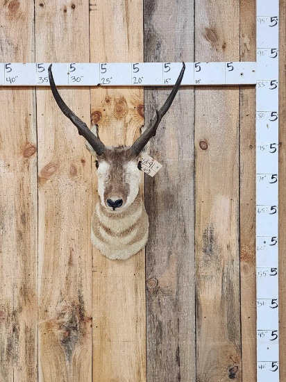 Pronghorn Antelope Shoulder Mount Taxidermy