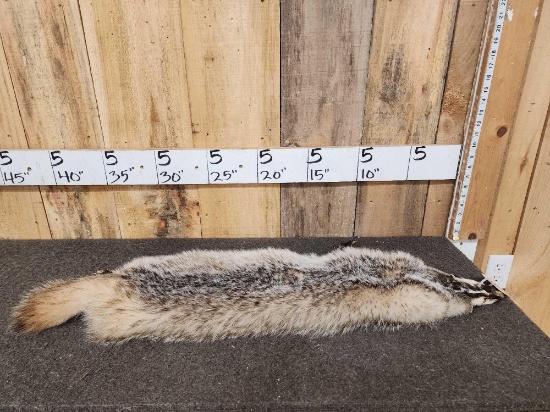 Tanned Badger Skin Taxidermy