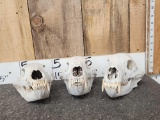 3 Black Bear Skulls Taxidermy