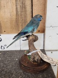 Red Rumped Parrot Full Body Bird Taxidermy