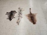 Kangaroo Coyote Raccoon Tanned Furs Taxidermy