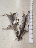 2 Tanned Bobcat Furs Taxidermy