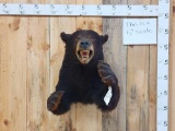 Black Bear Half Body Taxidermy Mount