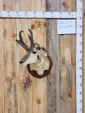 Pronghorn Antelope Shoulder Mount Taxidermy
