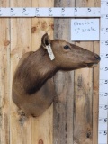 Cow Elk Shoulder Mount Taxidermy