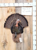 Turkey Half Body Taxidermy Mount