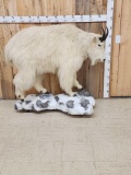 Mountain Goat Full Body Taxidermy Mount