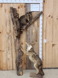 Coyote Treeing 2 Raccoons Taxidermy