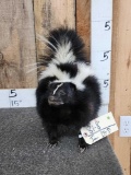 Skunk Full Body Taxidermy Mount