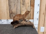 Mink Full Body Taxidermy Mount