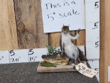 Squirrel On Gator Head Taxidermy Mount