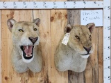 The Lions Of Tsavo Reproduction Shoulder Mount Taxidermy
