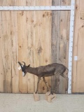 African Chocolate Springbok Full Body Taxidermy Mount