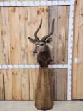 African Nyala Pedestal Taxidermy Mount