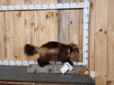 Alaskan Wolverine Full Body Taxidermy Mount