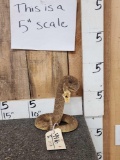 Diamondback Rattlesnake Full Body Taxidermy Mount