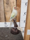 Ringneck Parakeet Full Body Bird Taxidermy