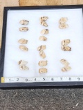 10 Sets Of Elk Ivory Teeth Taxidermy