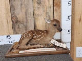 Whitetail Fawn Full Body Taxidermy Mount