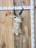 Pronghorn Antelope Shoulder Mount Taxidermy