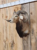 Mouflan Ram Sheep Shoulder Mount Taxidermy