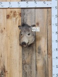 Javelina Or Peccary Shoulder Mount Taxidermy