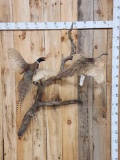 Rooster & Hen Pheasants In Flight Bird Taxidermy