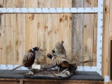 2 Roosters Fighting Over A Hen Pheasants Bird Taxidermy