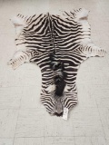 Tanned Zebra Skin Taxidermy