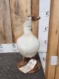 Snowy Mallard Hen Full Body Bird Taxidermy