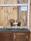 Huge Reproduction Argali Ram Sheep Horns Taxidermy