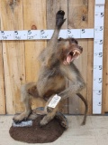 African Chakma Baboon Full Body Taxidermy Mount