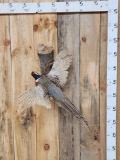 Ringneck Pheasant In Flight Bird Taxidermy
