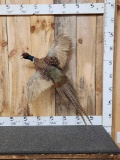 Ringneck Pheasant In Flight Bird Taxidermy