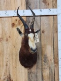 African Blesbok Shoulder Mount Taxidermy