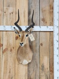 African Impala Shoulder Mount Taxidermy