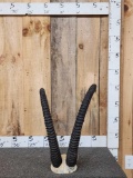 African Roan Antelope Horns Taxidermy
