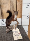 Eurasian Red Squirrel