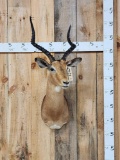 African Impala Shoulder Mount Taxidermy