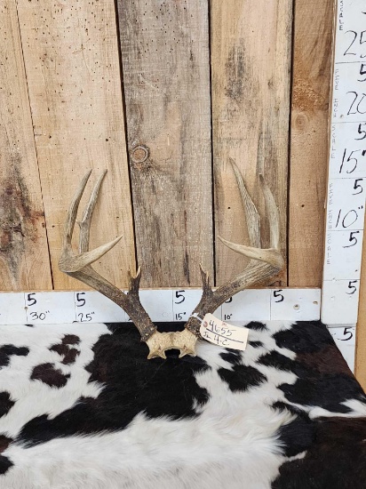 Big 150 Class 4x5 Whitetail Antlers On Skull Plate | Art, Antiques ...