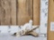 White Weasel Taxidermy Mount