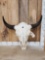 Large American Bison Buffalo Skull Taxidermy