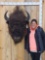 ABSOLUTE MONSTER American Bison Buffalo Shoulder Mount Taxidermy