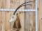 Scimitar Horned Oryx Shoulder Mount Taxidermy