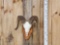 Rocky Mountain Bighorn Sheep Skull Taxidermy