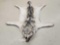 Gorgeous Alaskan Wolf Rug Taxidermy